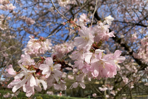 Kirschblüten